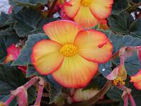 Begonia tuberhybrida