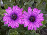 Osteospermum ecklonis
