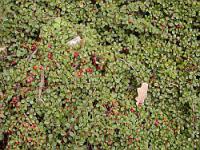 Cotoneaster microphyllus - skalník drobnolistý