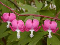 Dicentra spectabilis - srdcovka nádherná