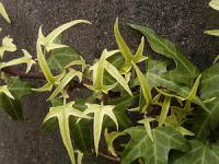 Hedera - dekorativní listy