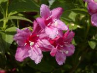 Weigela florida