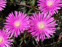 Dorotheanthus bellidiformis - kosmatec sedmikráskovitý