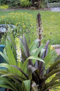 Eucomis - Chocholatice