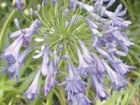 Agapanthus - kalokvět