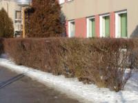 Ligustrum vulgare - ptačí zob (živý plot)