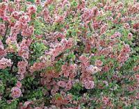 Chaenomeles speciosa - kdoulovec