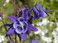 Aquilegia vulgaris - orlíček