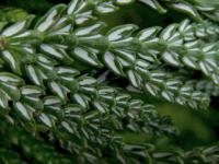 Thujopsis dolobrata - zeravinec (větvička rub)