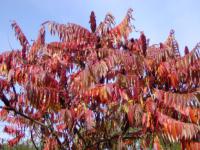Rhus typhina - škumpa ocetná