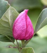Magnolia 'May-to-Frost' - šácholan