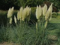 Cortaderia selloana - pampas Selloův, pampas obrovský