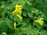 Corydalis lutea - dymnivka žlutá