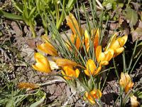 Crocus chrysanthus - šafrán zlatý