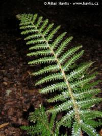 Polystichum polyblepharum - kapradina japonská
