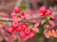 Cotoneaster dammeri Coral Beauty - skalník Dammerův