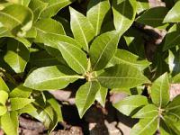 Pieris japonica - pieris japonský