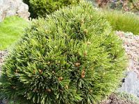 Pinus leucodermis 'Smidtii' - borovice bělokorá