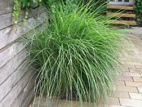 Miscanthus sinensis 'Gracillimus' - ozdobnice čínská