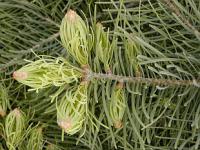 Abies concolor - jedle ojíněná