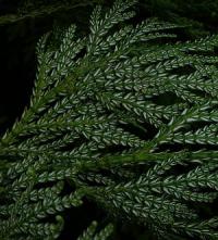 Thujopsis dolobrata - zeravinec japonský