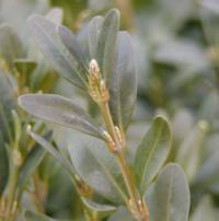 Buxus sempervirens - zimostráz