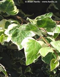 Hedera colchica 'Dentata Variegata' - břečťan kavkazský