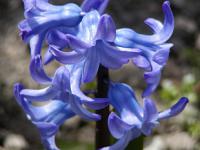 Hyacinthus orientalis - hyacint východní