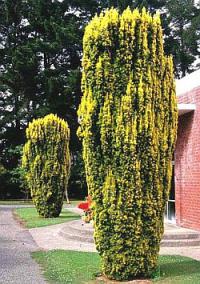 Taxus baccata 'Fastigiata Aurea' - tis červený
