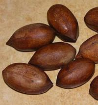 Carya illinoensis - ořechovec pekan