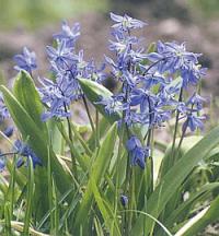 Scilla sibirica - ladoňka sibiřská