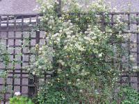 Clematis tangutica - plamének tangutský