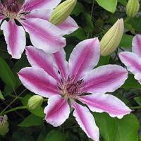 Clematis patens 'Nelly Moser' - plamének