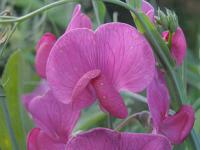 Lathyrus odoratus - hrachor vonný