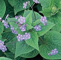 Brunnera macrophylla - pomněnkovec velkolistý (READERS DIGEST VÝBĚR)