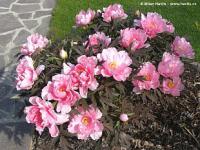 Paeonia suffruticosa - dřevitá pivoňka