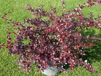 Berberis x media 'Red Jewel' - dřišťál střední