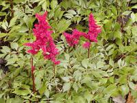 Astilbe x arendsii 'Fanal' - čechrava Arendsova