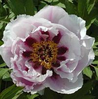 Paeonia suffruticosa - pivoňka dřevitá