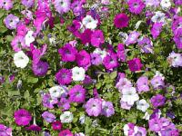 Petúnie zahradní - letničky
