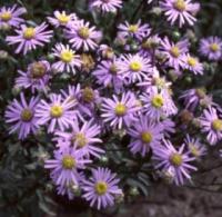 Aster amellus 'Rudolf Goethe' - hvězdnice chlumní