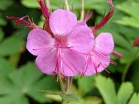 Geranium macrorrhizum - kakost oddenkatý