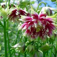 Aquilegia flabellata 'Nora Barlow' - orlíček