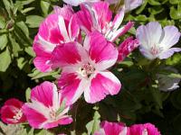 Clarkia elegans - lokanka lepá