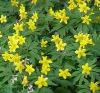 Anemone ranunculoides - sasanka pryskyřníkovitá