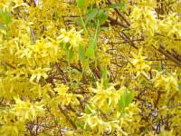 Forsythia x intermedia - zlatice prostřední