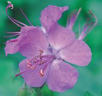 Geranium macrorrhizum 'Ingwersen’s Variety' - kakost oddenkatý (READERS DIGEST VÝBĚR)