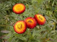 Helichrysum bracteatum - smil listenatý, slaměnka