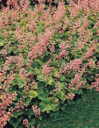 x Heucherella tiarelloides - dlužela tiarelovitá (READERS DIGEST VÝBĚR)