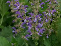 Salvia sclarea - šalvěj muškátová